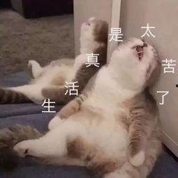 坐马桶拉屎表情包恶心,揭秘网络恶心的魅力