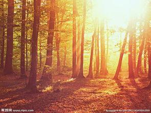 树林偷腥图片,一场春意盎然的浪漫邂逅